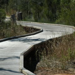 Warwick-Donnelly-Pty-Ltd-for-Chain-Valley-Bay-Suspension-Bridge-_-Boardwalks-5