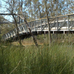 Warwick-Donnelly-Pty-Ltd-for-Chain-Valley-Bay-Suspension-Bridge-_-Boardwalks-8